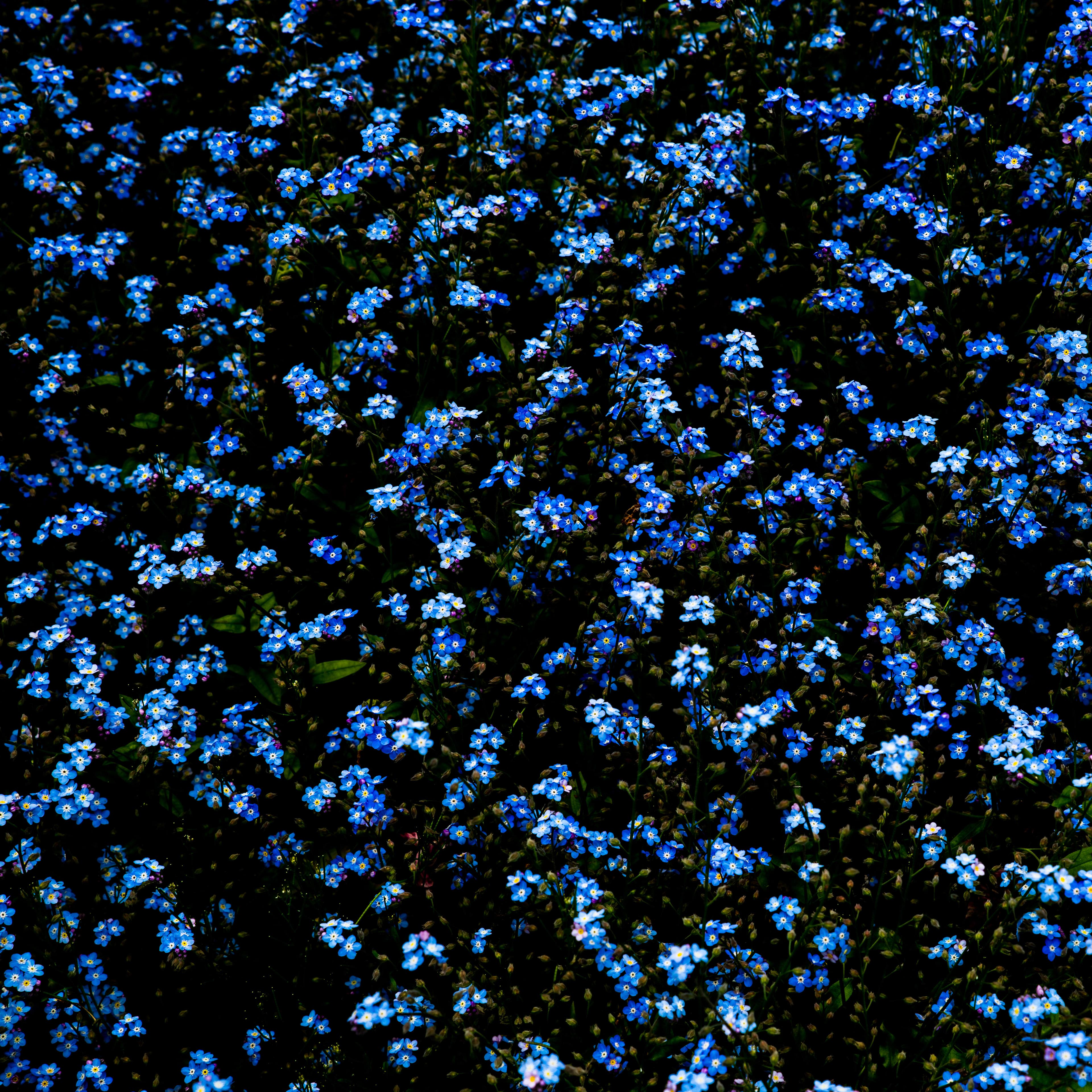 Fine-Art 156