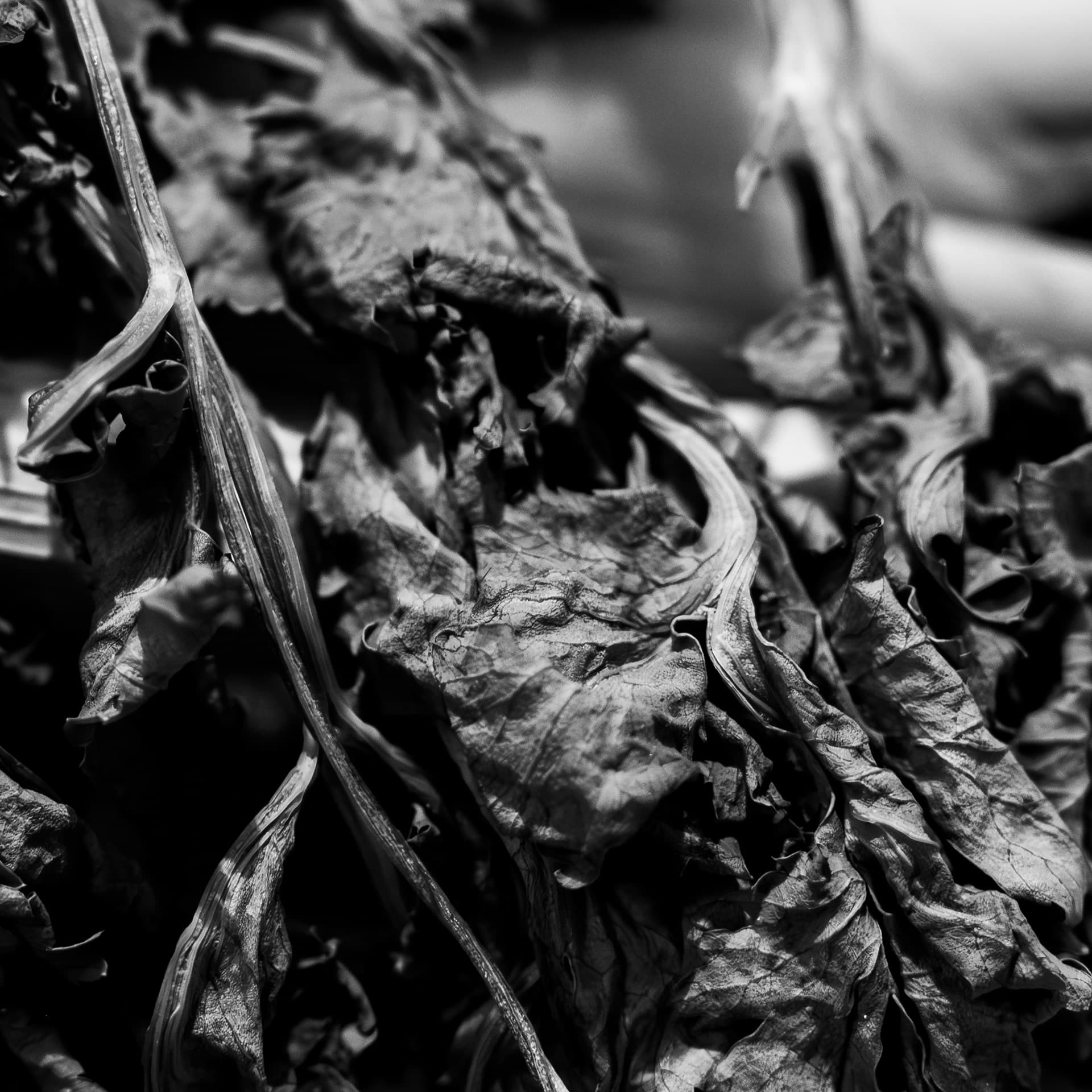 Fine-Art 148