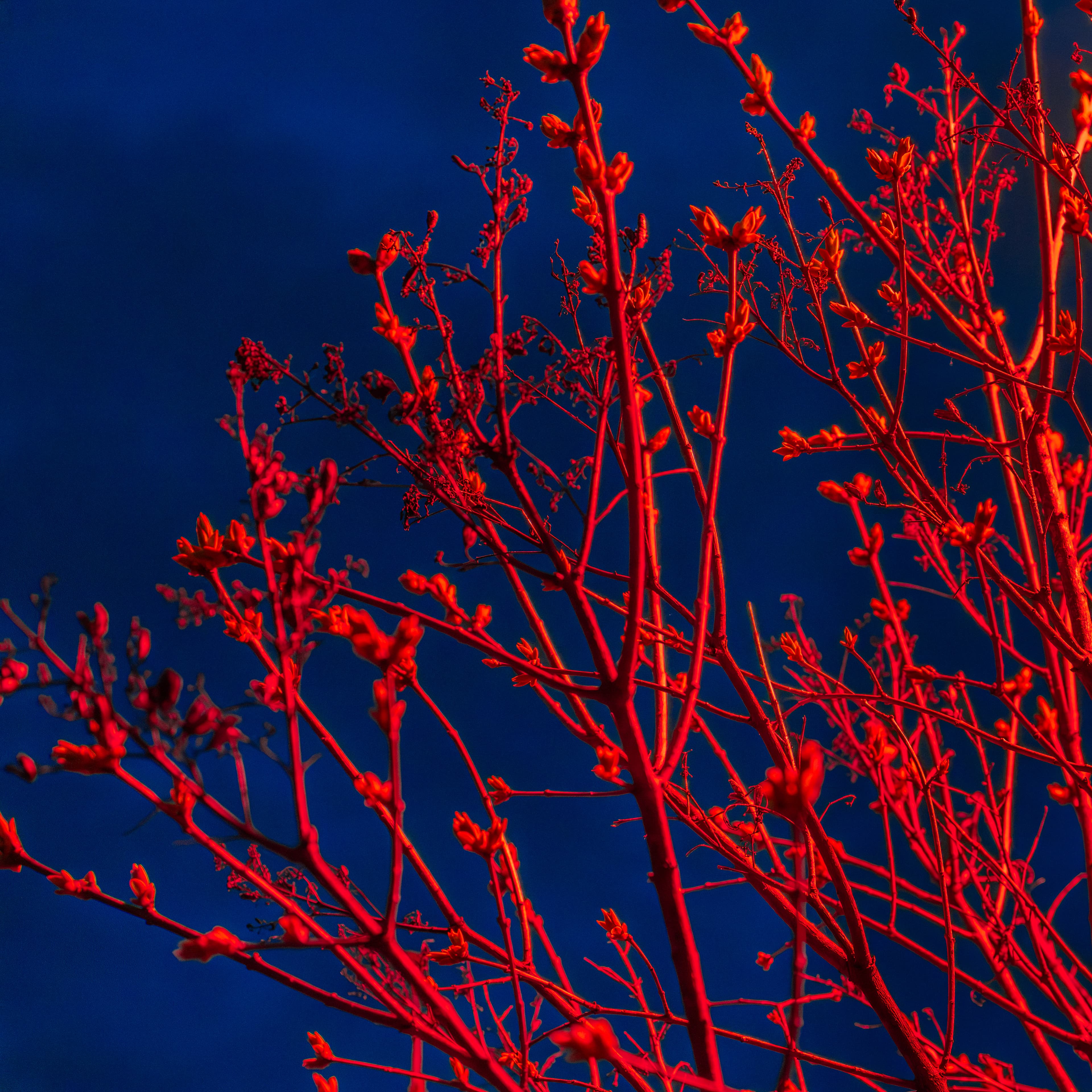 Fine-Art 132