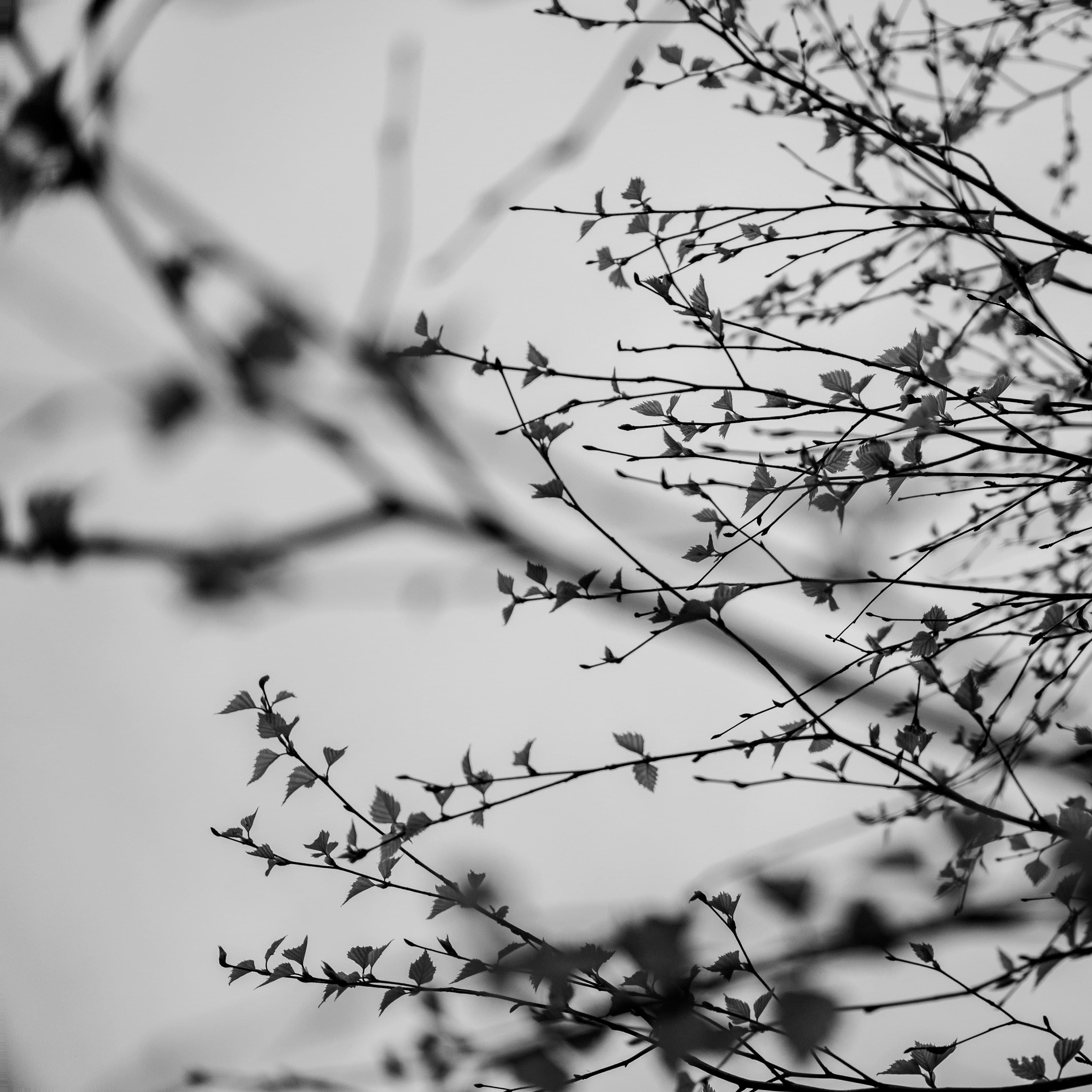 Fine-Art 193