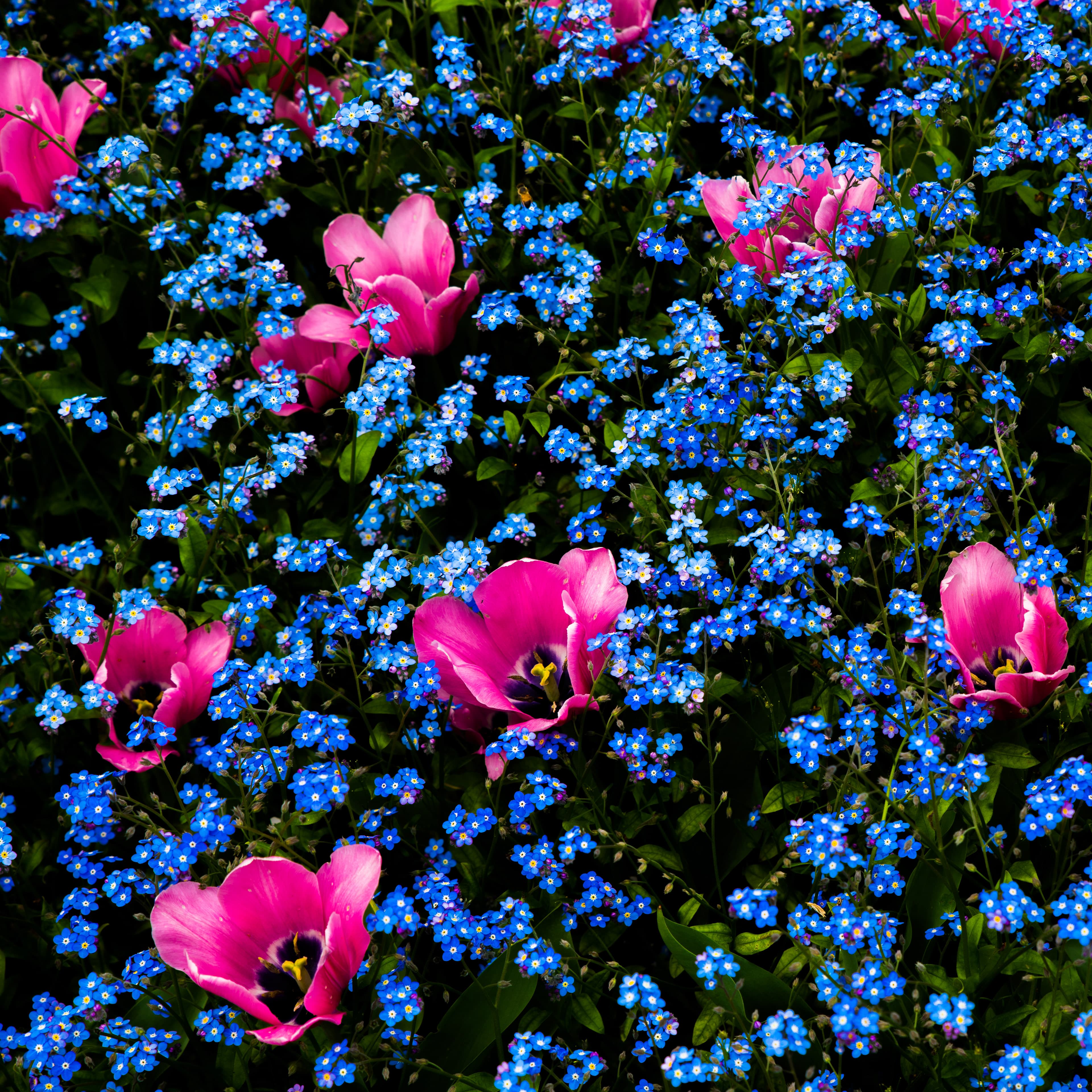 Fine-Art 223