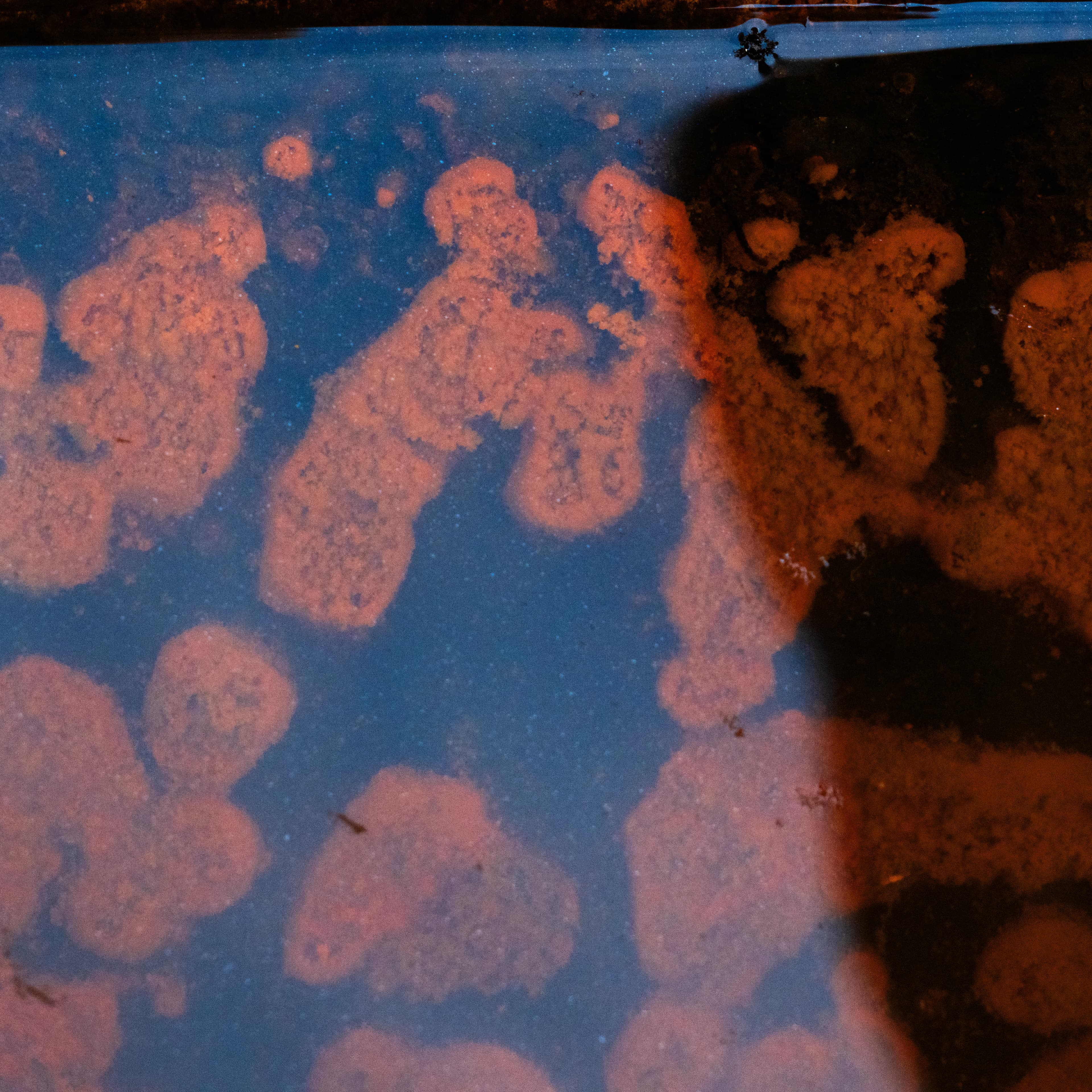 Fine-Art 247
